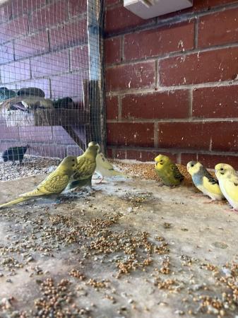 Image 4 of Baby and adult budgies for sale