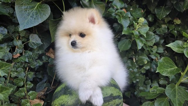 Image 4 of Fluffy KC registered Pomeranian Puppies