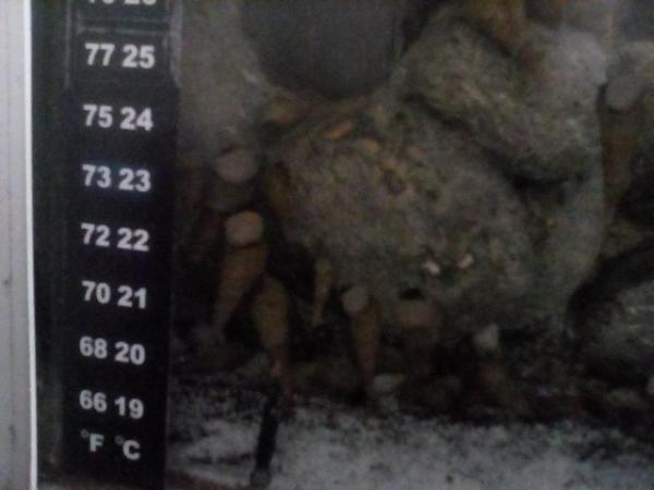 Image 2 of Aquarium snails prices in details