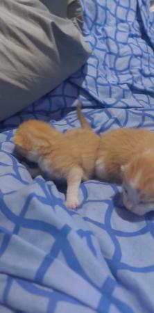 Image 3 of 2 male calico kittens ginger and white 80 each