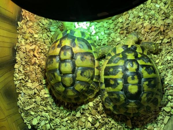 Image 2 of Herman Tortoises 1 male 1 female 4 years ol