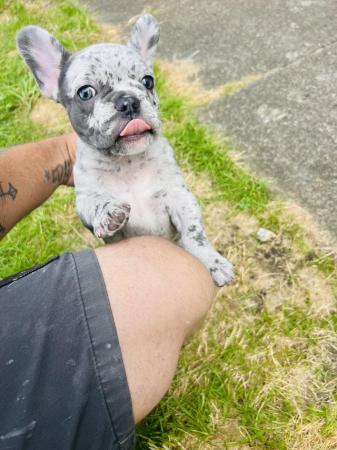 Image 6 of Gorgeous blue Merle male puppy