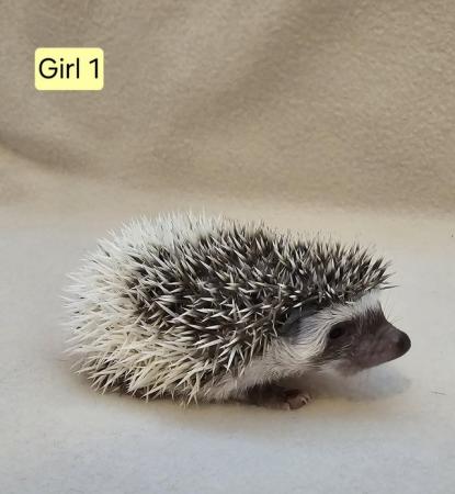 Image 3 of African Pygmy Hedgehogs - APH Club UK Approved breeder