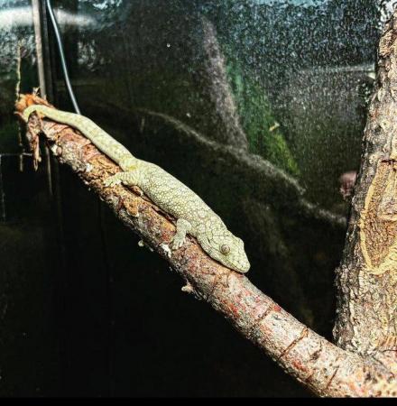 Image 2 of Various Chameleon Geckos (Eurydactylodes) available