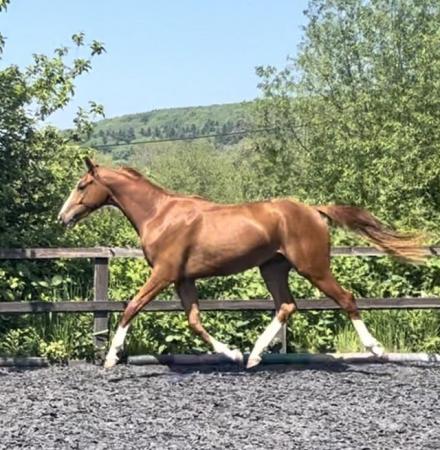 Image 1 of 2 yr old chesnut gelding by Timolin to make 16.2hh