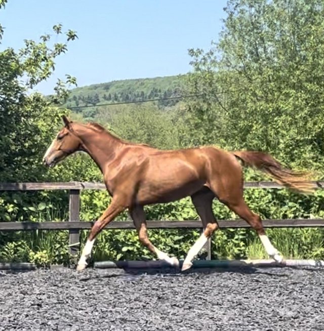 Preview of the first image of 2 yr old chesnut gelding by Timolin to make 16.2hh.