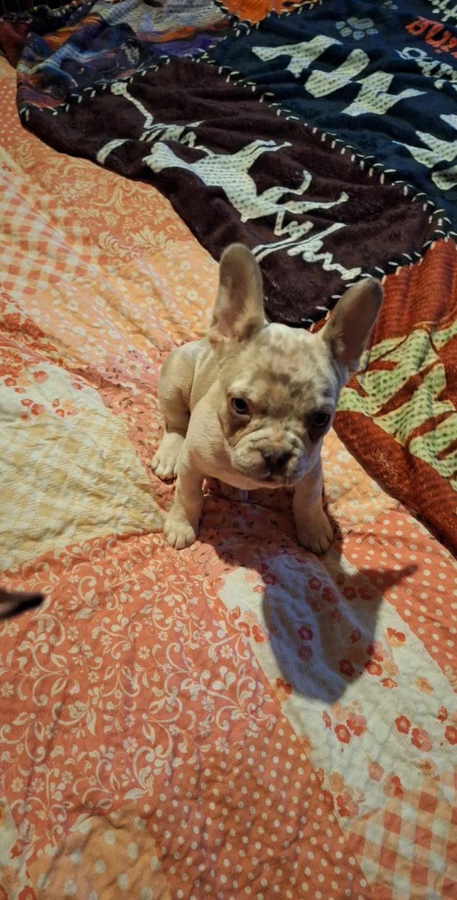 French bulldog for cheap sale md