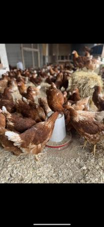 Image 2 of Hens for sale POL———————-