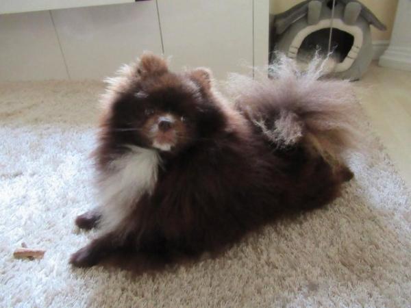 Image 4 of Pomeranian Lilac Chocolate Male looking for Forever Home
