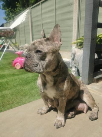 Image 9 of reduced qualityKc registered french bull dog puppies
