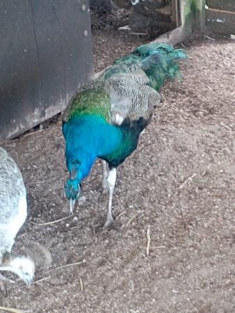 Image 3 of male Indian Blue peacock