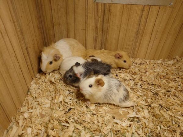 Image 9 of Guinea Pigs - Range of Colours, Sexes and Sizes!
