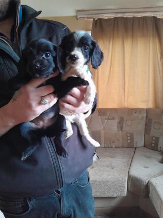 Image 5 of Sprocker puppies for sale