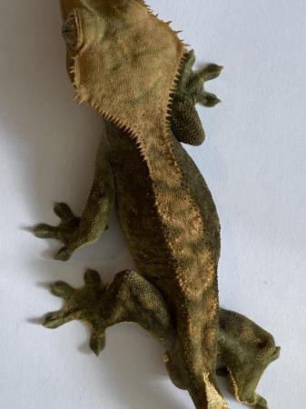 Image 4 of Juvenile male crested geckos for sale