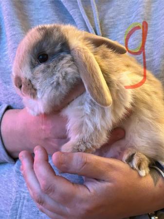 Image 5 of Baby lop ear rabbits ready
