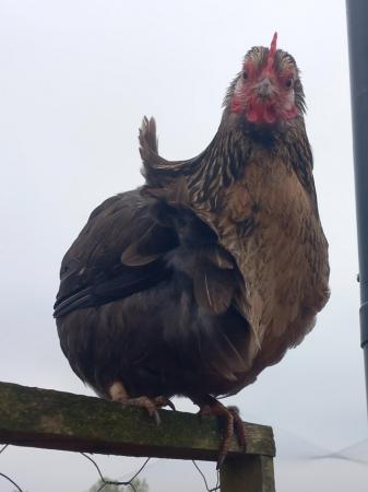 Image 3 of Very pretty bantam hen looking for a nice home