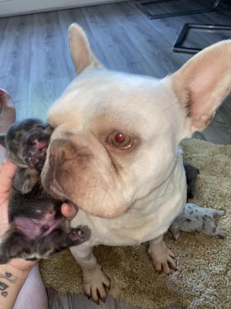 Image 9 of KC registered French Bulldog pups
