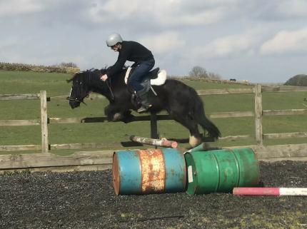 Image 3 of Laddie 12 hh fell x 4 year old gelding
