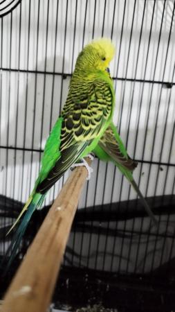 Image 1 of Exhibition budgies male and female