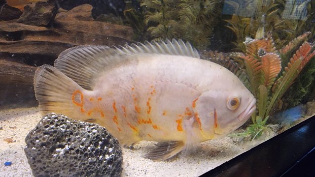 Image 5 of Oscars, golden severum, female cichlid and many more fish