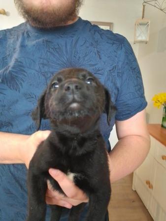 Image 3 of Ready to leave now - smooth haired lurcher puppies