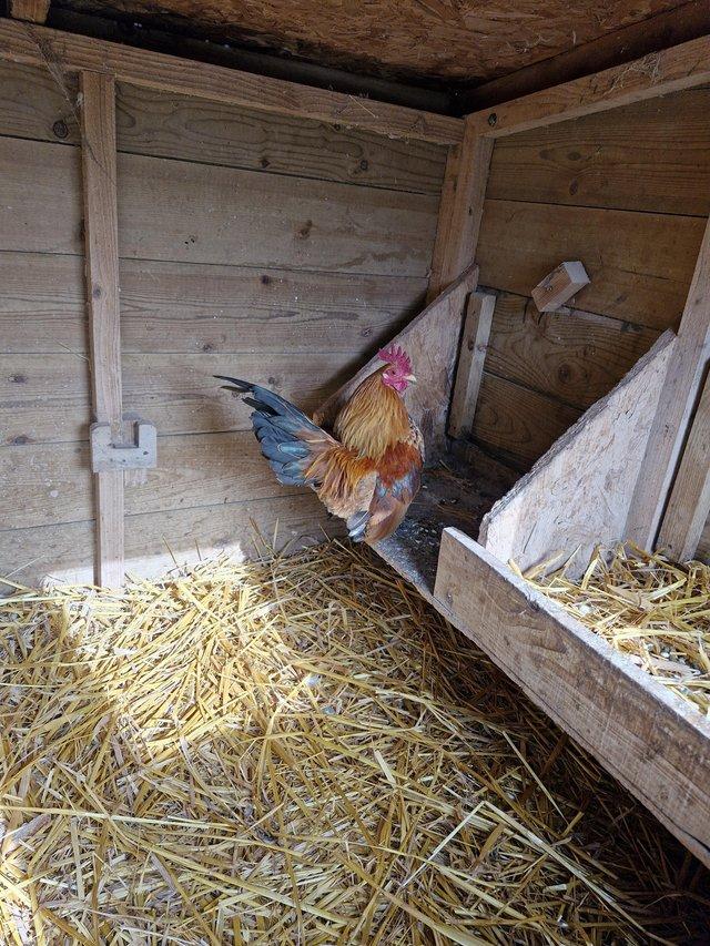 Preview of the first image of Free to good home very friendly serama Cockerel.
