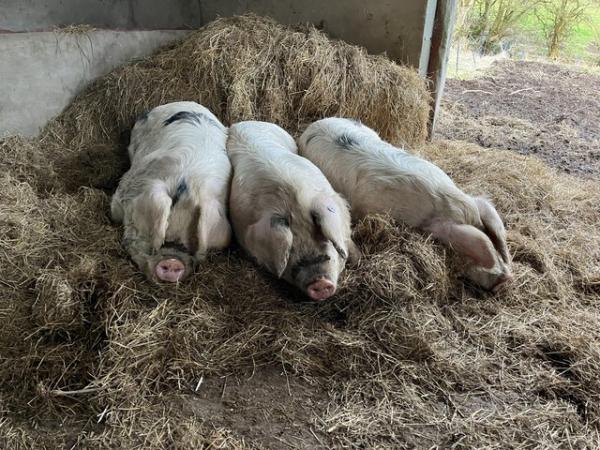Image 2 of Pigs for loan for a year