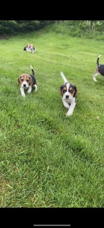 Image 2 of Beautiful Beagle puppies