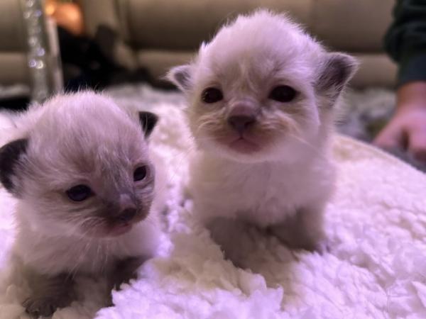 Image 7 of Ragdoll kittens 10 days old