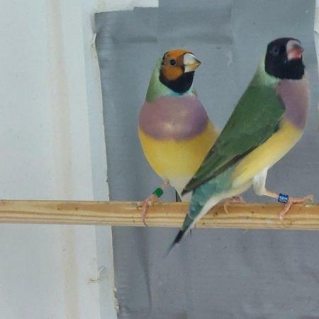 Image 2 of Pairs of Gouldian finches 23/24 breed