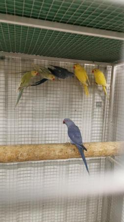 Image 5 of Beautiful ringneck parakeets available