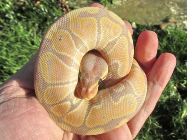 Image 5 of ON HOLD Banana ball python female
