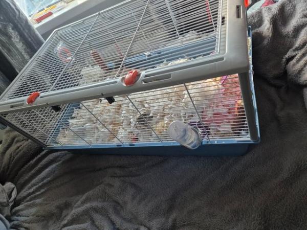 Image 4 of Syrian hamster and cage