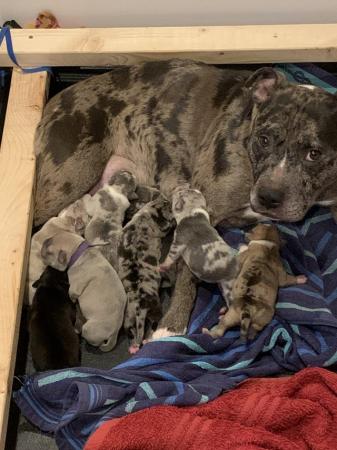 Image 6 of 9 Staffy puppies merles and blues boys and girls lovely pups
