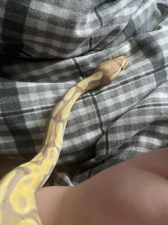 Image 1 of 11 month old banana pastel royal python