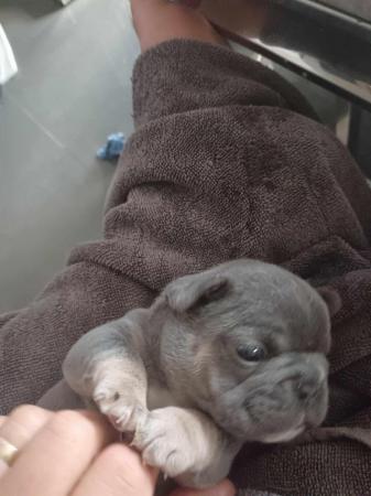 Image 10 of Litter of 7 french bulldogs