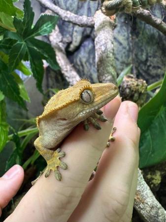 Image 4 of Crested Gecko Morphs at Riverview Reptiles