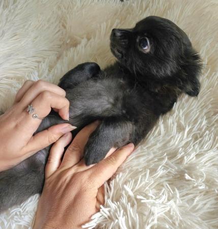 Image 6 of **Black Female Chihuahua puppy , long-haired, ready now**