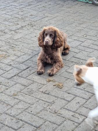 Image 5 of Kc Registered Cocker spaniel puppies