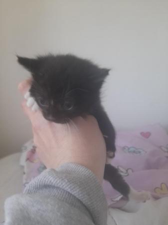 Image 2 of Kittens for sale x2 ready first week of may