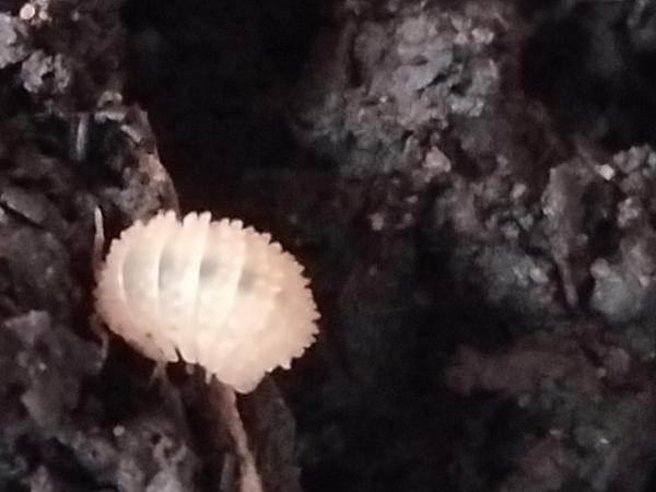 Image 1 of Pineapple isopods available