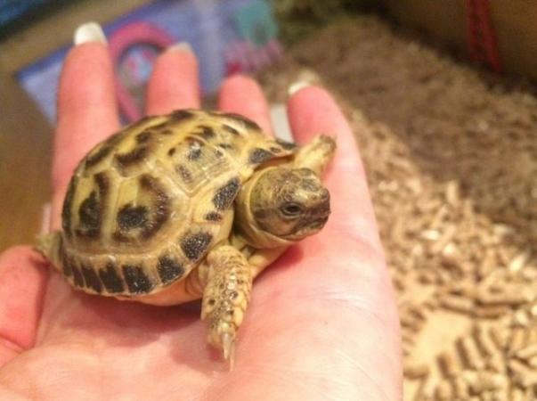 Image 4 of Baby tortoise with fully set up home and accessories