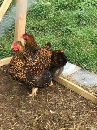 Image 1 of Gold Laced Wyandotte Large fowl Hatching eggs