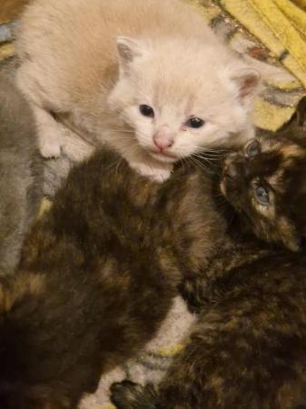 Image 8 of Mixed litter of kittens