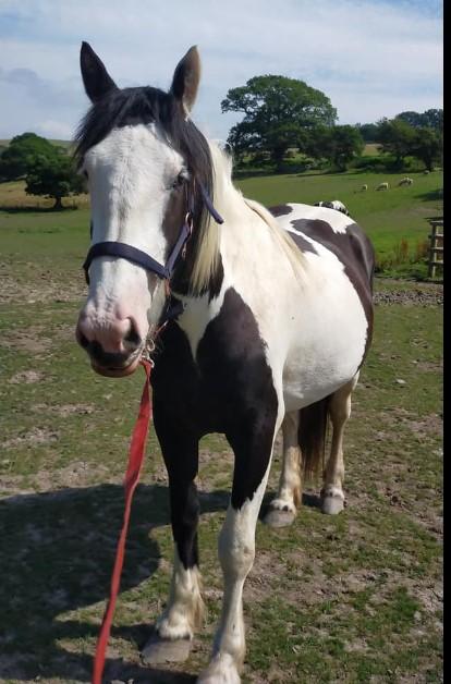 Preview of the first image of Miss Darcy - 5 year old piebald mare.