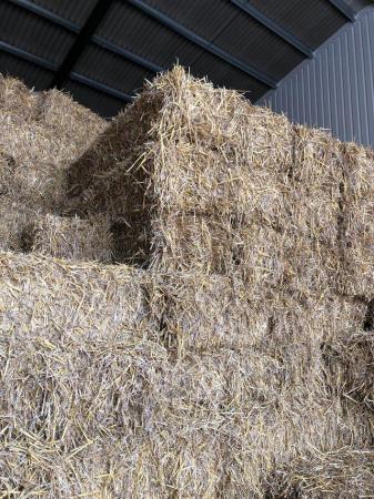 Image 2 of Fresh cut barn stored straw 2023