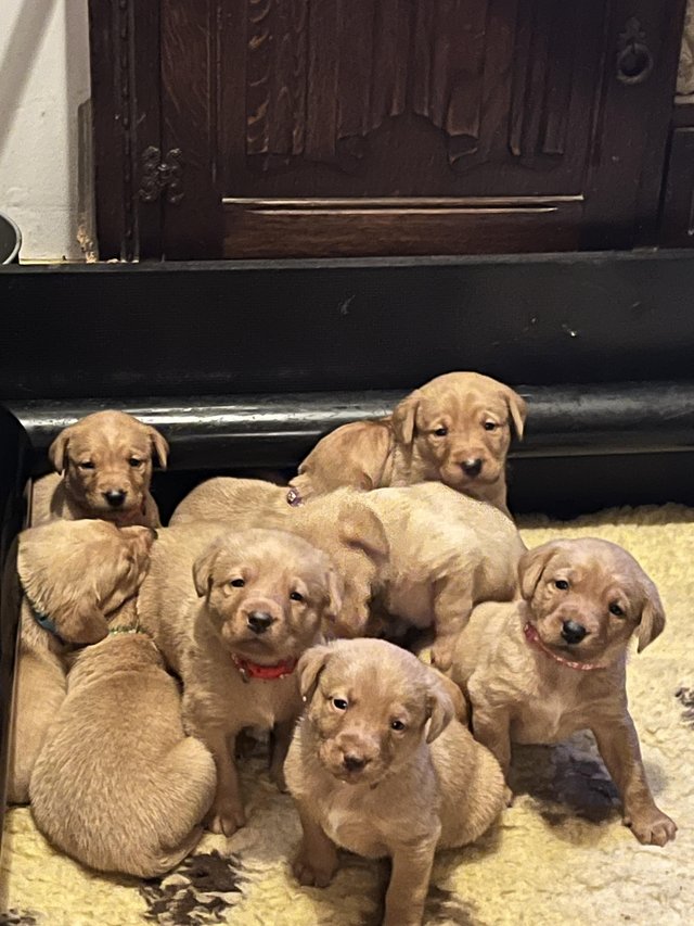 Preview of the first image of Fox Red Labrador Puppies.