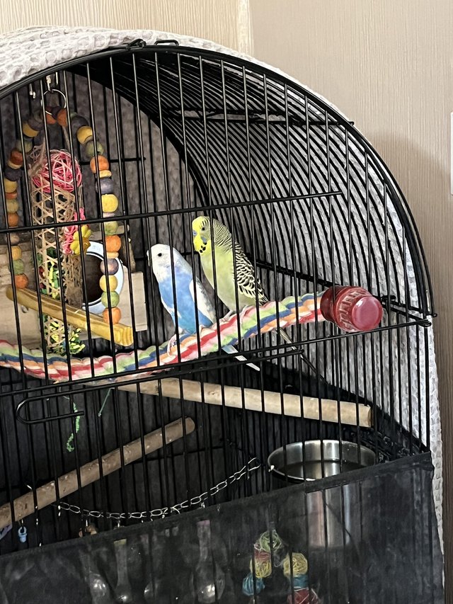 Preview of the first image of 13 month old bonded pair budgies.