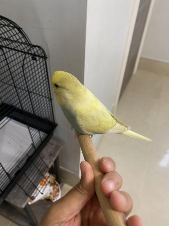 Image 1 of 9 weeks old budgie, male for sale