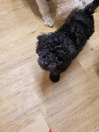 Image 4 of HOME NOW FOUND toy poodle puppies available now